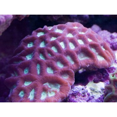 Favites vastaФавитес Favites vastaФавитес