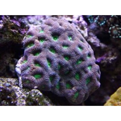 Фавитес, M Фавитес, M