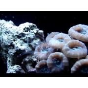 Кауластрея (Caulastrea) S