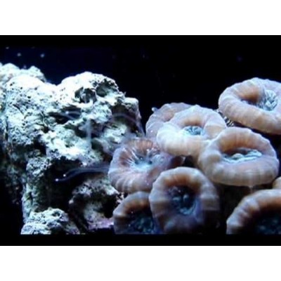 Кауластрея (Caulastrea) S Кауластрея (Caulastrea) S