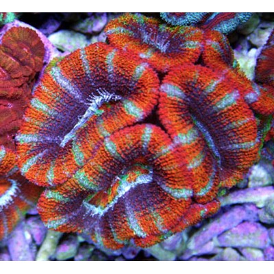 Acanthophyllia lordhowensis Акантофилия Acanthophyllia lordhowensis Акантофилия