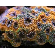 Acanthophyllia echinata Акантофилия