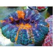 Acanthophyllia deshayesiana Акантофилия