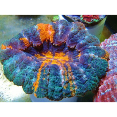 Acanthophyllia deshayesiana Акантофилия Acanthophyllia deshayesiana Акантофилия