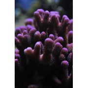 Stylophora spp.Стилофора