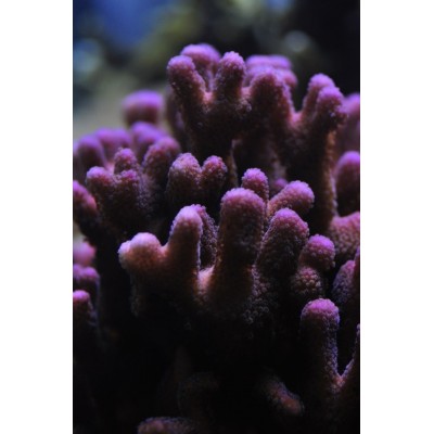 Stylophora spp.Стилофора Stylophora spp.Стилофора