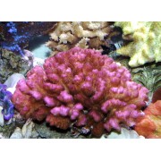Pocillopora damicornis Поциллопора pink