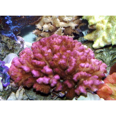 Pocillopora damicornis Поциллопора pink Pocillopora damicornis Поциллопора pink