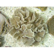 Pectinia sp Пектиния