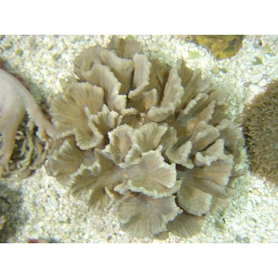 Pectinia sp Пектиния Pectinia sp Пектиния