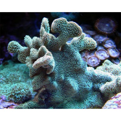 Pavona decussatus Павона Pavona decussatus Павона