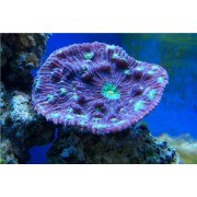 Mycedium sp. Мицедиум