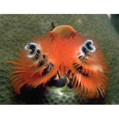 Spirobranchus porites веерный червь Spirobranchus porites веерный червь