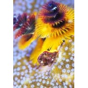 Spirobranchus porites веерный червь