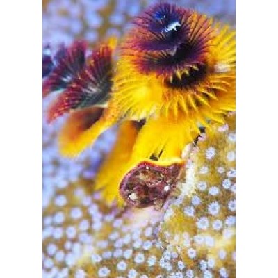 Spirobranchus porites веерный червь Spirobranchus porites веерный червь