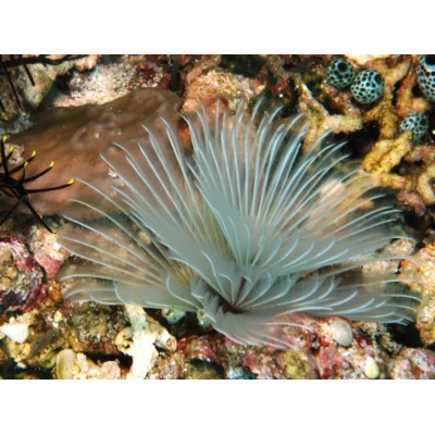 Bispira sp веерный червь Bispira sp веерный червь