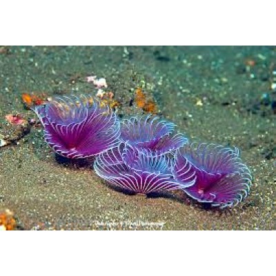 Bispira sp веерный червь Bispira sp веерный червь