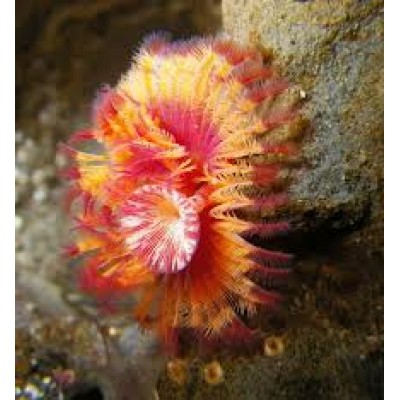 Serpula columbiana веерный червь Serpula columbiana веерный червь