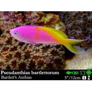 Pseudanthias bartlettorum Антиас Бартлета