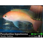 Pseudanthias hypselosoma Антиас коренастый