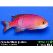 Pseudanthias pictilis Антиас окрашенный