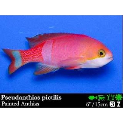 Pseudanthias pictilis Антиас окрашенный Pseudanthias pictilis Антиас окрашенный