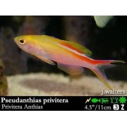 Pseudanthias privitera Антиас