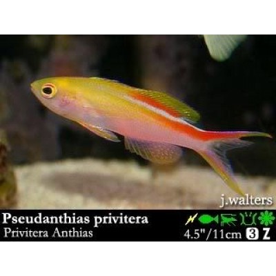 Pseudanthias privitera Антиас Pseudanthias privitera Антиас