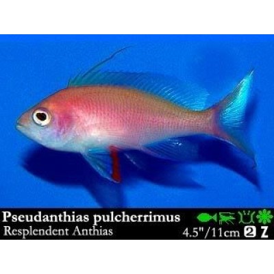 Pseudanthias pulcherrimus Антиас блистательный Pseudanthias pulcherrimus Антиас блистательный