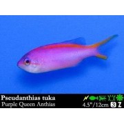 Pseudanthias tuka Антиас королевский пурпурный