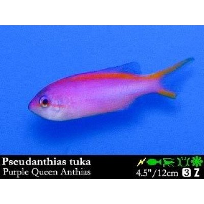 Pseudanthias tuka Антиас королевский пурпурный Pseudanthias tuka Антиас королевский пурпурный