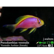Pseudanthias ventralis Антиас вентралис (самка)