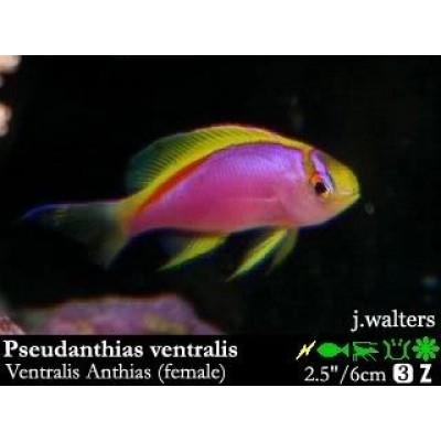 Pseudanthias ventralis Антиас вентралис (самка) Pseudanthias ventralis Антиас вентралис (самка)