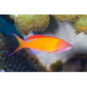 Антиас Персиковый (Pseudanthias Dispar)