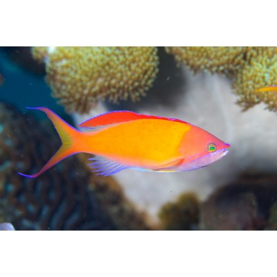 Антиас Персиковый (Pseudanthias Dispar) Антиас Персиковый (Pseudanthias Dispar)