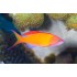 Антиас Персиковый (Pseudanthias Dispar) Антиас Персиковый (Pseudanthias Dispar)