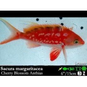 Sacura margaritacea Антиас цветок вишни