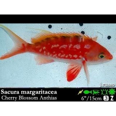 Sacura margaritacea Антиас цветок вишни Sacura margaritacea Антиас цветок вишни