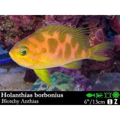 Holanthias borbonius Антиас пятнистый Holanthias borbonius Антиас пятнистый