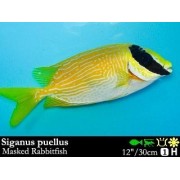 Siganidae puellus Рыба лиса в маске