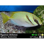 Siganidae doliatus Рыба лиса синеполосая