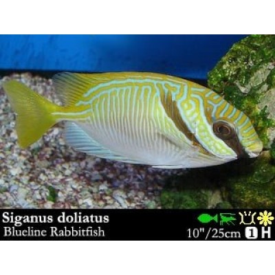 Siganidae doliatus Рыба лиса синеполосая Siganidae doliatus Рыба лиса синеполосая
