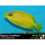Сиган Индонезийский (Siganus Tetrazonus)