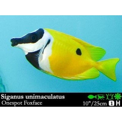 Siganidae unimaculatus Рыба лиса чернопятнистая Siganidae unimaculatus Рыба лиса чернопятнистая