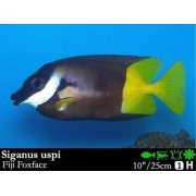 Siganidae uspi Лиса двухветная