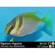 Сиган Двухполосый (Siganus Virgatus)