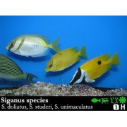 Siganus species Сиган