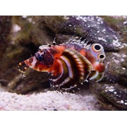 Dendrochirus biocellatus - Дендрохир усатый