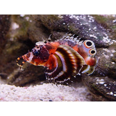 Dendrochirus biocellatus - Дендрохир усатый Dendrochirus biocellatus - Дендрохир усатый