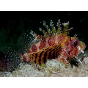 Dendrochirus brachypterus - Короткоперый дендрохир